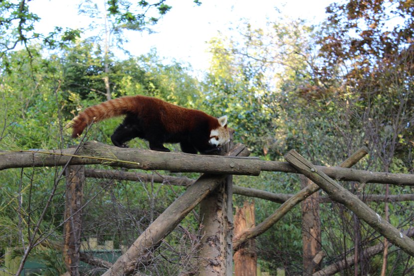 Red Panda at Dublin Zoo